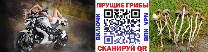 Галлюциногенные грибы ЛСД  Купить закладки  Чкаловск 